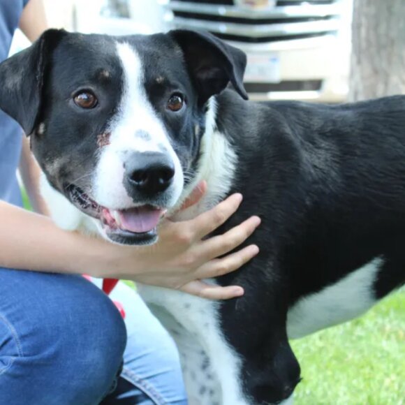 Meet your Posher, La Plata County Humane Society Thrift Store - Picture 3 of 6